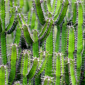 Preview wallpaper cactus, flower, thorn, plant