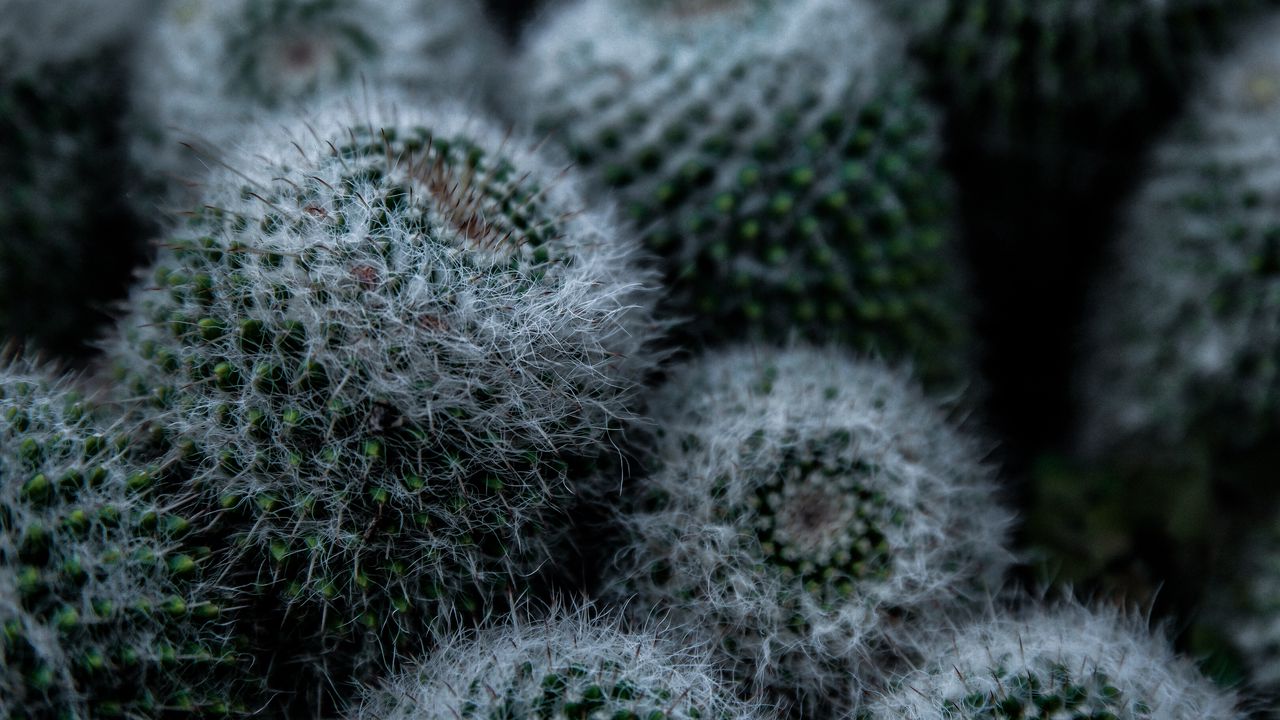 Wallpaper cactus, flower, thorns