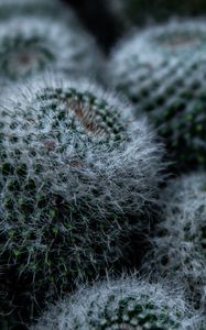 Preview wallpaper cactus, flower, thorns