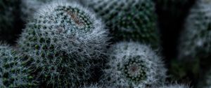 Preview wallpaper cactus, flower, thorns