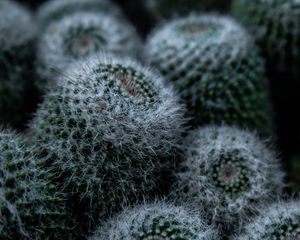 Preview wallpaper cactus, flower, thorns