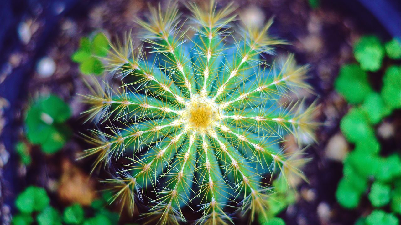 Wallpaper cactus, flower, thorns
