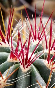 Preview wallpaper cactus, flower, thorns