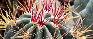 Preview wallpaper cactus, flower, thorns