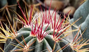 Preview wallpaper cactus, flower, thorns