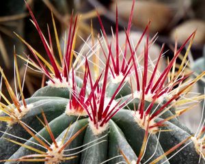 Preview wallpaper cactus, flower, thorns