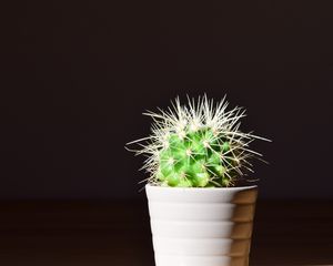 Preview wallpaper cactus, flower, thorns, houseplant