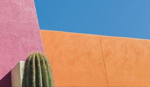 Preview wallpaper cactus, flower, thorns, wall