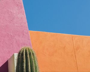 Preview wallpaper cactus, flower, thorns, wall