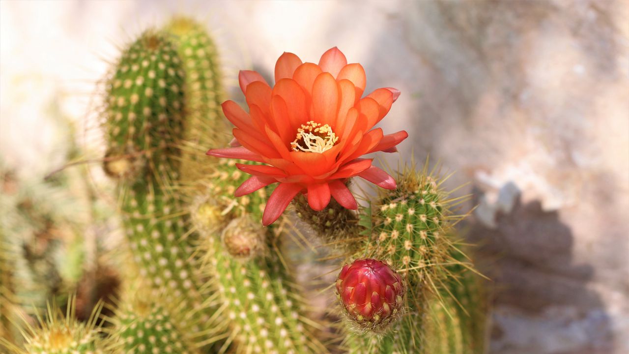 Wallpaper cactus, flower, thorns, plant, blooms