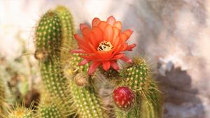 Preview wallpaper cactus, flower, thorns, plant, blooms