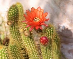 Preview wallpaper cactus, flower, thorns, plant, blooms