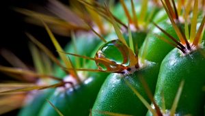 Preview wallpaper cactus, flower, thorns, macro