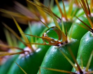 Preview wallpaper cactus, flower, thorns, macro