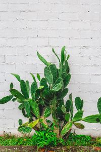 Preview wallpaper cactus, flower, wall