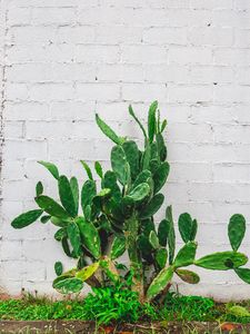 Preview wallpaper cactus, flower, wall