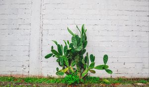 Preview wallpaper cactus, flower, wall