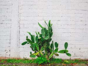 Preview wallpaper cactus, flower, wall