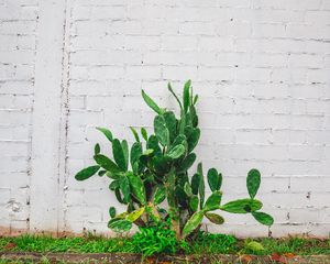 Preview wallpaper cactus, flower, wall