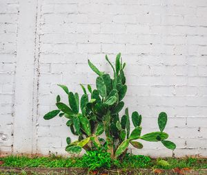 Preview wallpaper cactus, flower, wall