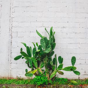 Preview wallpaper cactus, flower, wall