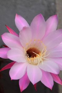 Preview wallpaper cactus, flowering, flower, petals, needles