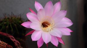 Preview wallpaper cactus, flowering, flower, petals, needles