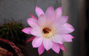 Preview wallpaper cactus, flowering, flower, petals, needles