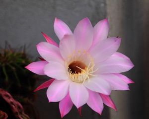 Preview wallpaper cactus, flowering, flower, petals, needles