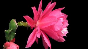 Preview wallpaper cactus, flowering, profile, background