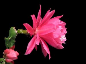 Preview wallpaper cactus, flowering, profile, background