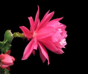 Preview wallpaper cactus, flowering, profile, background