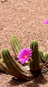Preview wallpaper cactus, flowering, shade, soil