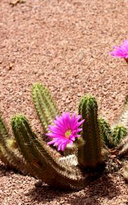 Preview wallpaper cactus, flowering, shade, soil