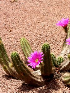 Preview wallpaper cactus, flowering, shade, soil