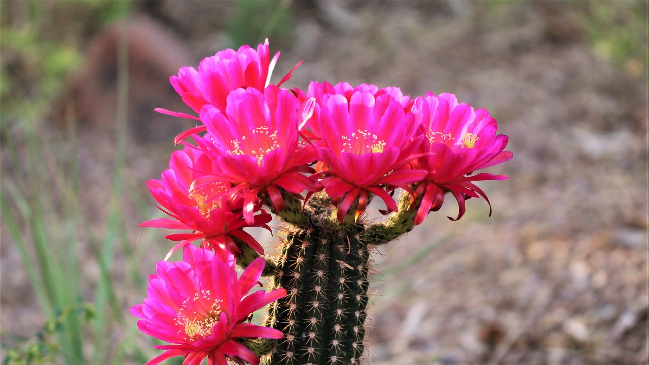 Wallpaper cactus, flowers, bloom, plant