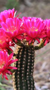 Preview wallpaper cactus, flowers, bloom, plant