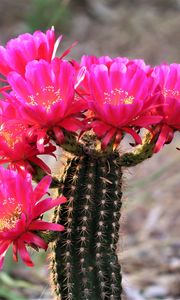 Preview wallpaper cactus, flowers, bloom, plant