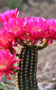 Preview wallpaper cactus, flowers, bloom, plant