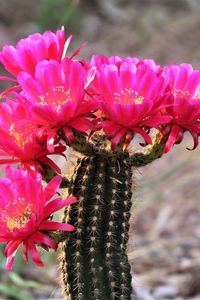 Preview wallpaper cactus, flowers, bloom, plant