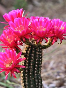 Preview wallpaper cactus, flowers, bloom, plant