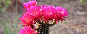 Preview wallpaper cactus, flowers, bloom, plant