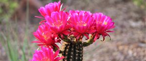 Preview wallpaper cactus, flowers, bloom, plant