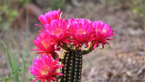 Preview wallpaper cactus, flowers, bloom, plant