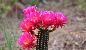 Preview wallpaper cactus, flowers, bloom, plant