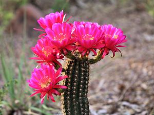 Preview wallpaper cactus, flowers, bloom, plant