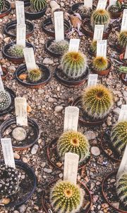 Preview wallpaper cactus, flowers, house plants, pots