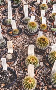 Preview wallpaper cactus, flowers, house plants, pots