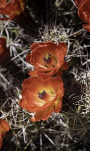 Preview wallpaper cactus, flowers, petals, needles, macro