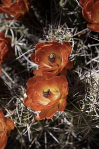 Preview wallpaper cactus, flowers, petals, needles, macro